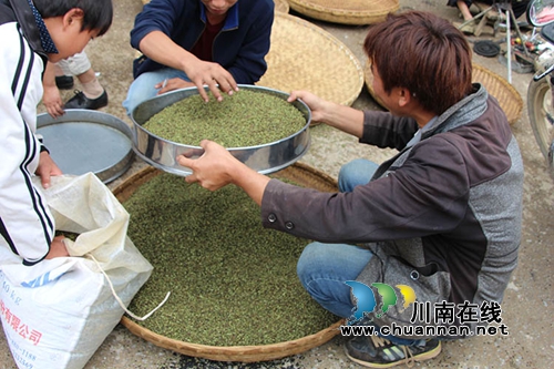 泸县青花椒：发展进入快车道&nbsp;香飘寻常百姓家(图6)