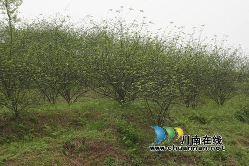 泸县青花椒：发展进入快车道&nbsp;香飘寻常百姓家(图5)