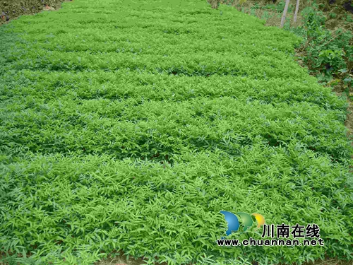 泸县青花椒：发展进入快车道&nbsp;香飘寻常百姓家(图7)
