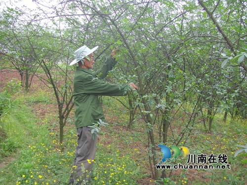 泸县青花椒：发展进入快车道&nbsp;香飘寻常百姓家(图10)
