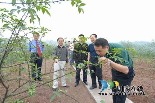 泸县扎实推进青花椒申报国家地标保护产品工作(图1)