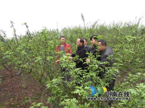 泸县扎实推进青花椒申报国家地标保护产品工作(图4)