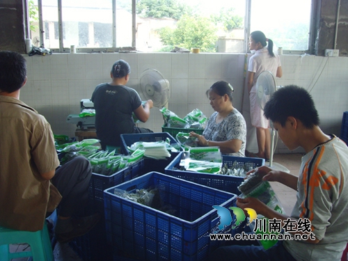 泸县青花椒地方标准通过专家评审(图5)