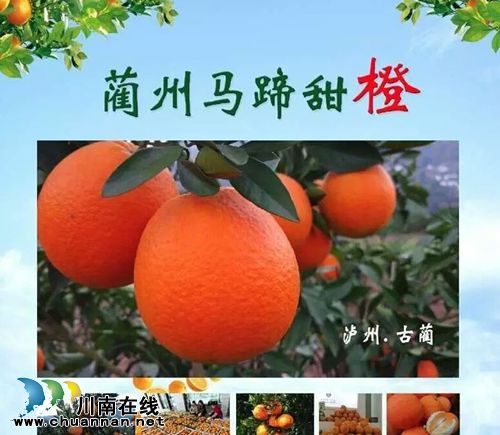 以“橙”相约!3日到泸州佳乐金街免费吃甜橙(图2) 以“橙”相约!3日到泸州佳乐金街免费吃甜橙(图2)