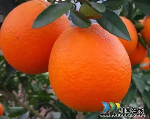 以“橙”相约!3日到泸州佳乐金街免费吃甜橙(图7) 以“橙”相约!3日到泸州佳乐金街免费吃甜橙(图7)
