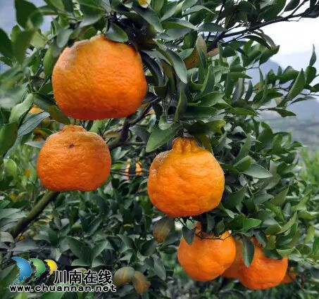 以“橙”相约!3日到泸州佳乐金街免费吃甜橙(图8) 以“橙”相约!3日到泸州佳乐金街免费吃甜橙(图8)