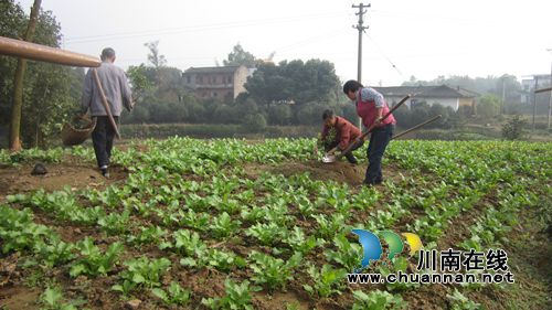 泸县云龙镇扶贫致富产业园项目落地生根(图4) 泸县云龙镇扶贫致富产业园项目落地生根(图4)