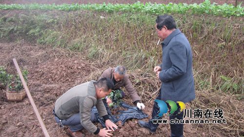 泸县云龙镇扶贫致富产业园项目落地生根(图2) 泸县云龙镇扶贫致富产业园项目落地生根(图2)