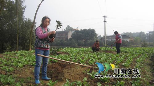 泸县云龙镇扶贫致富产业园项目落地生根(图3) 泸县云龙镇扶贫致富产业园项目落地生根(图3)