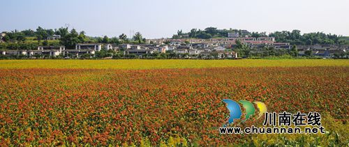 泸州江阳区首届“多彩黄舣”摄影大赛评选揭晓(图43) 泸州江阳区首届“多彩黄舣”摄影大赛评选揭晓(图43)