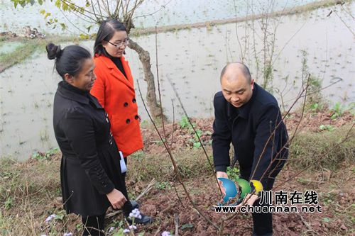 纳溪棉花坡镇商会邀请专家指导农民科学种植(图1) 纳溪棉花坡镇商会邀请专家指导农民科学种植(图1)