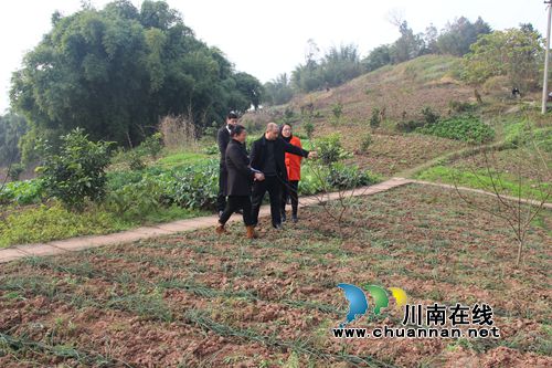 纳溪棉花坡镇商会邀请专家指导农民科学种植(图2) 纳溪棉花坡镇商会邀请专家指导农民科学种植(图2)