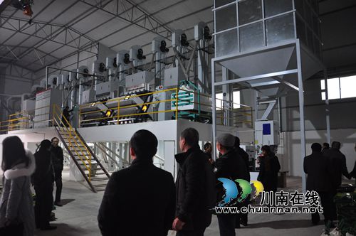 泸县召开2016水稻绿色高效创建项目推进现场会(图1) 泸县召开2016水稻绿色高效创建项目推进现场会(图1)