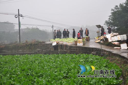 泸县召开2016水稻绿色高效创建项目推进现场会(图4) 泸县召开2016水稻绿色高效创建项目推进现场会(图4)