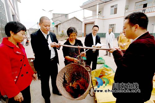 龙马潭金龙镇:助脱贫 兴产业 促民生 走出发展新路(图2) 龙马潭金龙镇:助脱贫 兴产业 促民生 走出发展新路(图2)