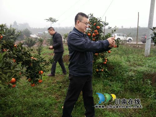 “尧坝红”获合江县长好评:口感好!值得推广(图1) “尧坝红”获合江县长好评:口感好!值得推广(图1)