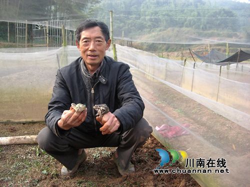 苦创“青蛙经济” 纳溪老农为乡邻引领致富路(图1) 苦创“青蛙经济” 纳溪老农为乡邻引领致富路(图1)