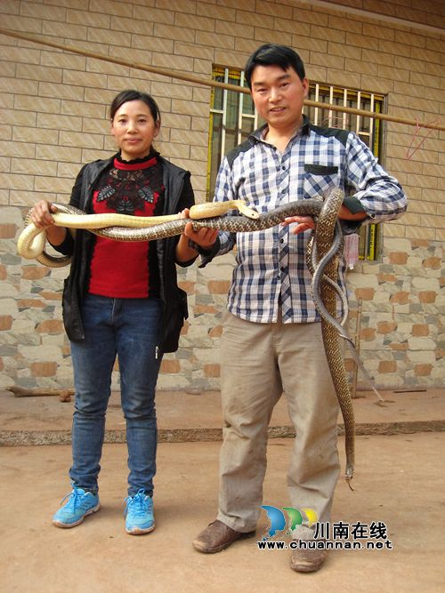 纳溪夫妻“与蛇共舞” 返乡养蛇奔“钱”程(图1) 纳溪夫妻“与蛇共舞” 返乡养蛇奔“钱”程(图1)