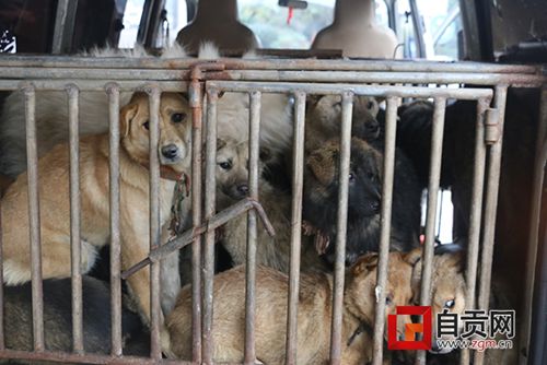 自贡破获跨市流窜盗犬案件　解救家犬十余只(图2)