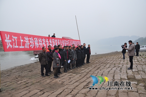 泸县:在长江上游开展珍稀鱼类增殖放流活动(图2) 泸县:在长江上游开展珍稀鱼类增殖放流活动(图2)
