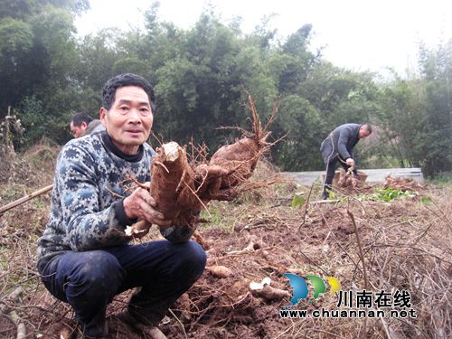 泸州纳溪：农民种“订单粉葛”钱袋鼓了(图1)