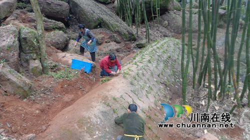 悬崖上长出“摇钱树”&nbsp;合江村民致富有新招(图1)
