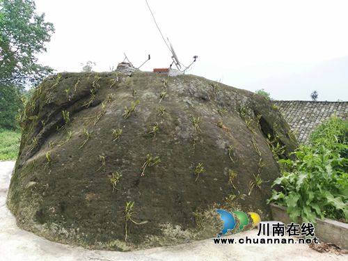 悬崖上长出“摇钱树”&nbsp;合江村民致富有新招(图2)