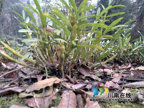 悬崖上长出“摇钱树”&nbsp;合江村民致富有新招(图3)