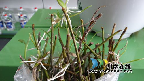 悬崖上长出“摇钱树”&nbsp;合江村民致富有新招(图4)