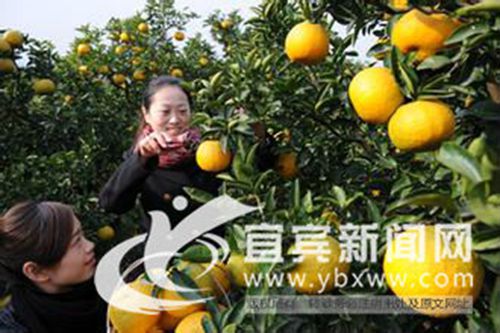 宜宾快递业联姻电商 拓宽本土品牌水果销售渠道(图1) 宜宾快递业联姻电商 拓宽本土品牌水果销售渠道(图1)