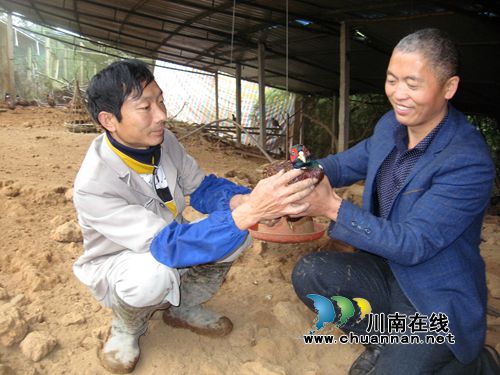 纳溪:村支书“代养蛋鸡” 贫困户轻松“摘帽”(图1) 纳溪:村支书“代养蛋鸡” 贫困户轻松“摘帽”(图1)