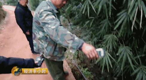 央视曝宜宾农村公路内幕:骗补30万少修300米(图3) 央视曝宜宾农村公路内幕:骗补30万少修300米(图3)