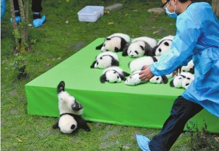 熊猫宝宝摔进世界最佳照片(图1) 熊猫宝宝摔进世界最佳照片(图1)