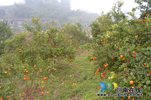 意大利塔罗科血橙熟了 你知道在泸州哪里吗?(图5) 意大利塔罗科血橙熟了 你知道在泸州哪里吗?(图5)