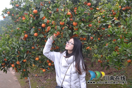 意大利塔罗科血橙熟了 你知道在泸州哪里吗?(图1) 意大利塔罗科血橙熟了 你知道在泸州哪里吗?(图1)