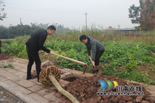 泸县石桥镇开展义务植树活动(图2) 泸县石桥镇开展义务植树活动(图2)