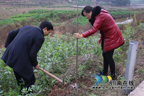 泸县潮河镇：义务植树&nbsp;点绿道路(图1)