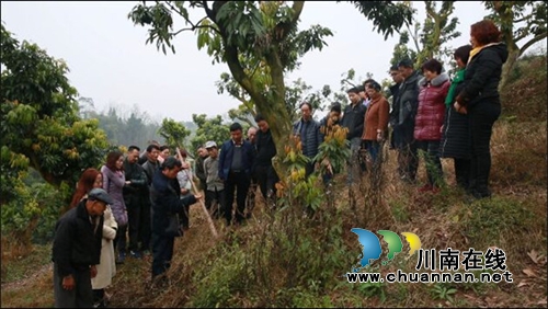 远程+现场&nbsp;合江“田头培训”让党员冬训更带劲(图1)