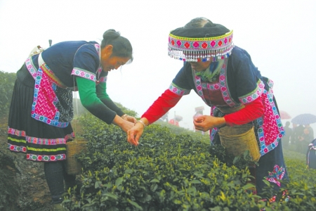 品第一缕茶香&nbsp;宜宾最早春茶开采(图3)