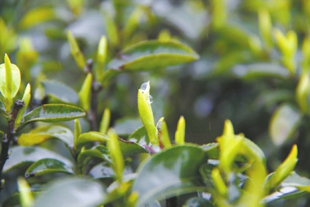 品第一缕茶香&nbsp;宜宾最早春茶开采(图2)