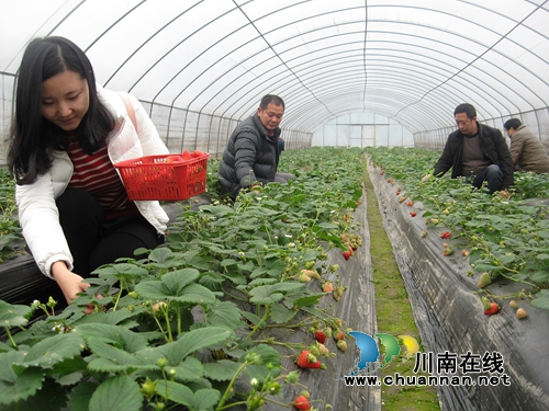 泸州纳溪：休闲农业省力增收&nbsp;3万农民致富(图1)