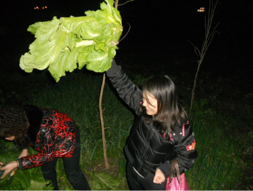 泸州偷青变偷菜所过之处都不放过&nbsp;菜农很受伤(图1)