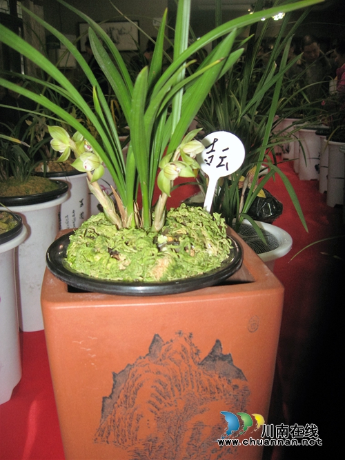泸州春兰展300多种奇异兰花参展 最高估价50万(图1) 泸州春兰展300多种奇异兰花参展 最高估价50万(图1)