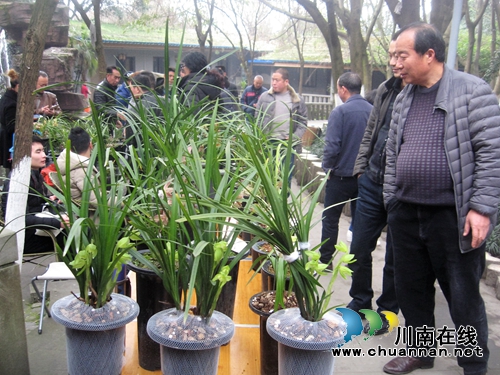 泸州春兰展300多种奇异兰花参展 最高估价50万(图2) 泸州春兰展300多种奇异兰花参展 最高估价50万(图2)