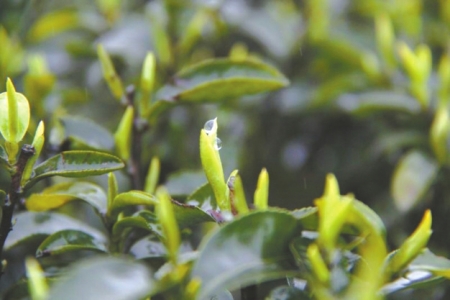 川茶国际化&nbsp;国际茶业年会下月宜宾举行(图2)