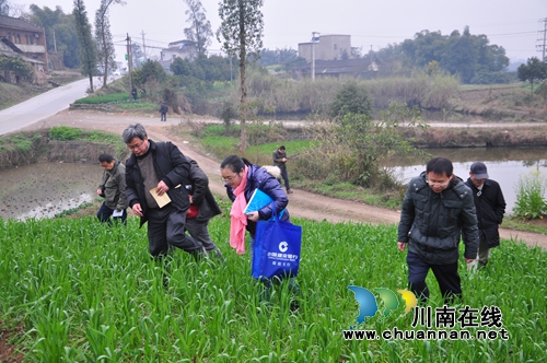 省农业厅植保专家到泸县调查小麦锈病发生危害情况