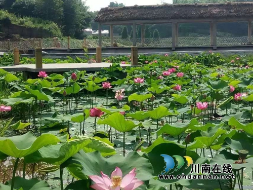打造MINI农业生态园 泸县云龙要变“健康花园”(图1) 打造MINI农业生态园 泸县云龙要变“健康花园”(图1)