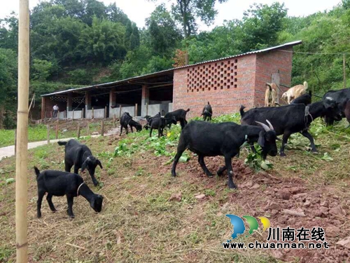 打造MINI农业生态园 泸县云龙要变“健康花园”(图5) 打造MINI农业生态园 泸县云龙要变“健康花园”(图5)