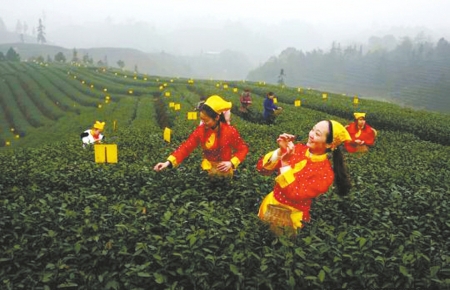 明日&nbsp;四川第五届茶叶开采活动周在泸州纳溪启幕(图1)