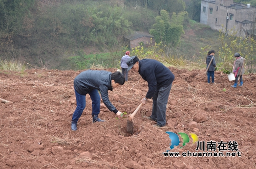 泸县太伏镇：种下致富苗&nbsp;走上脱贫路(图1)
